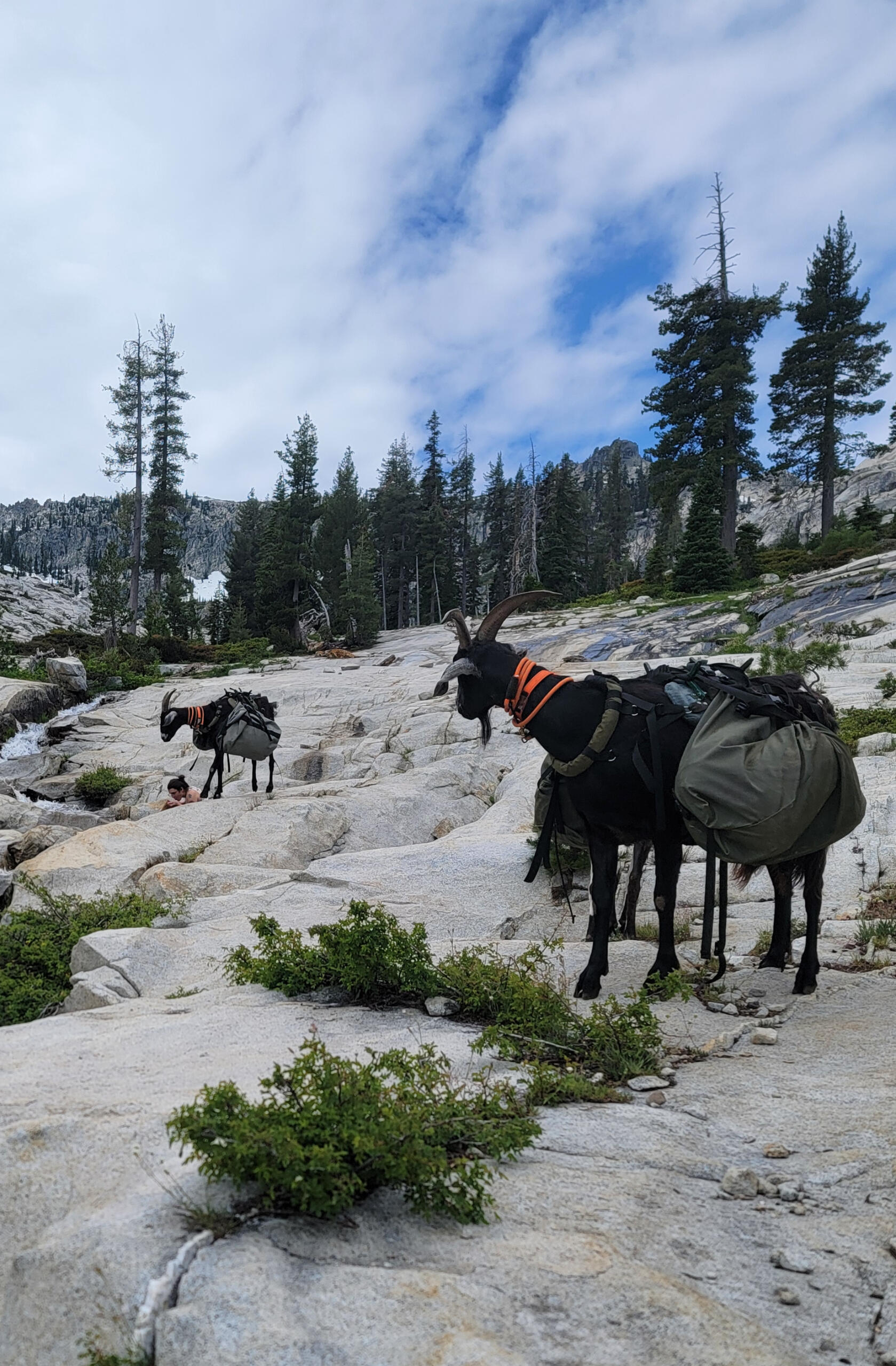 Guided backpacking in the trinity alps wilderness with goats