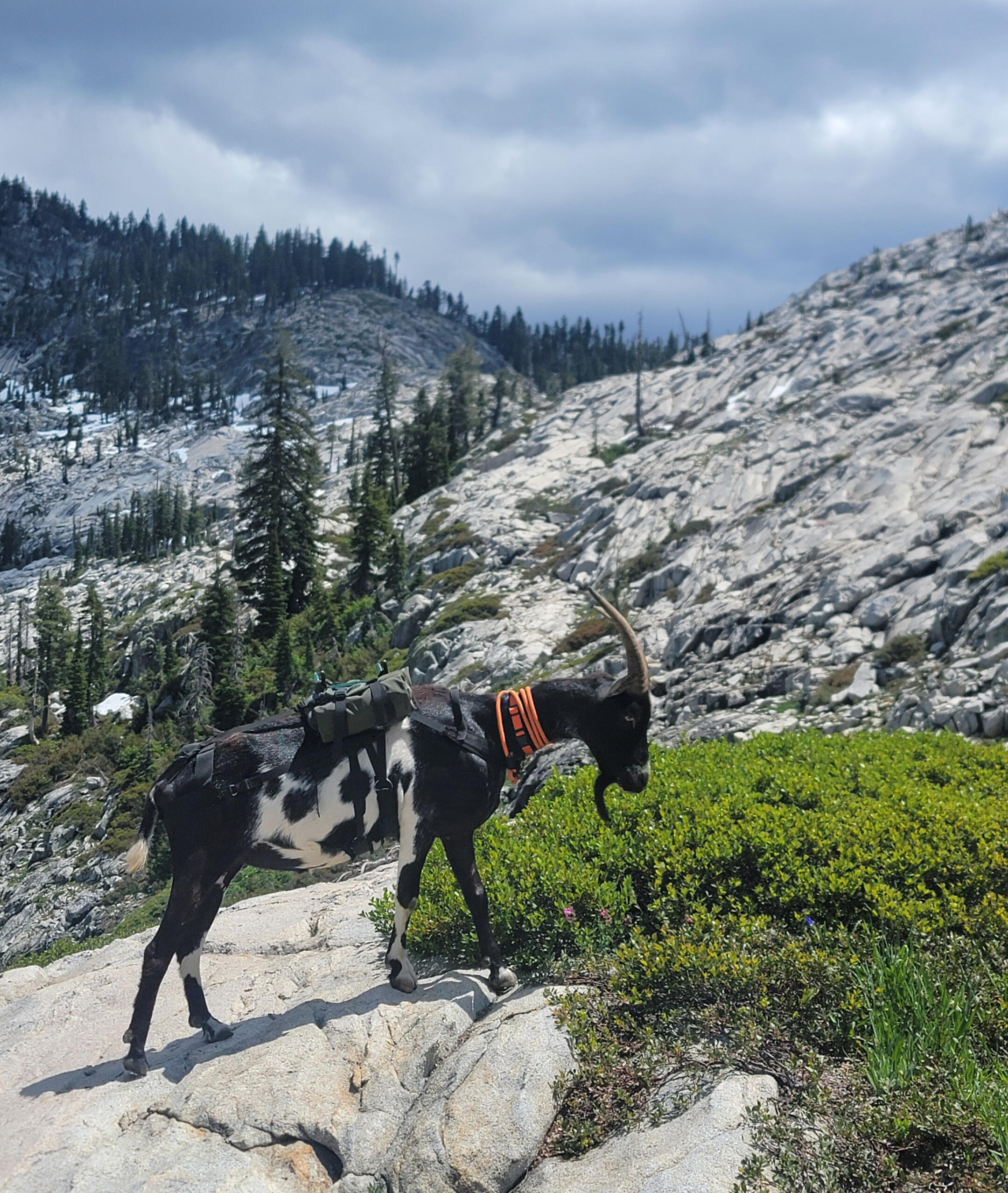 Guided backpacking with goats in the trinity alps